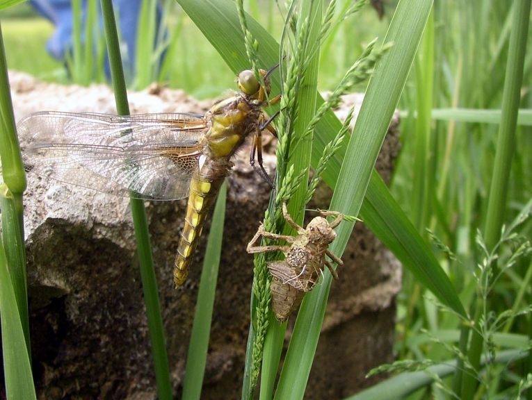 2008 05 Sur le trajet de Curemonte 02
